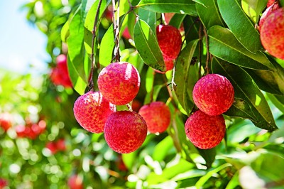 Nanshan Lychee Nanshan Lychee